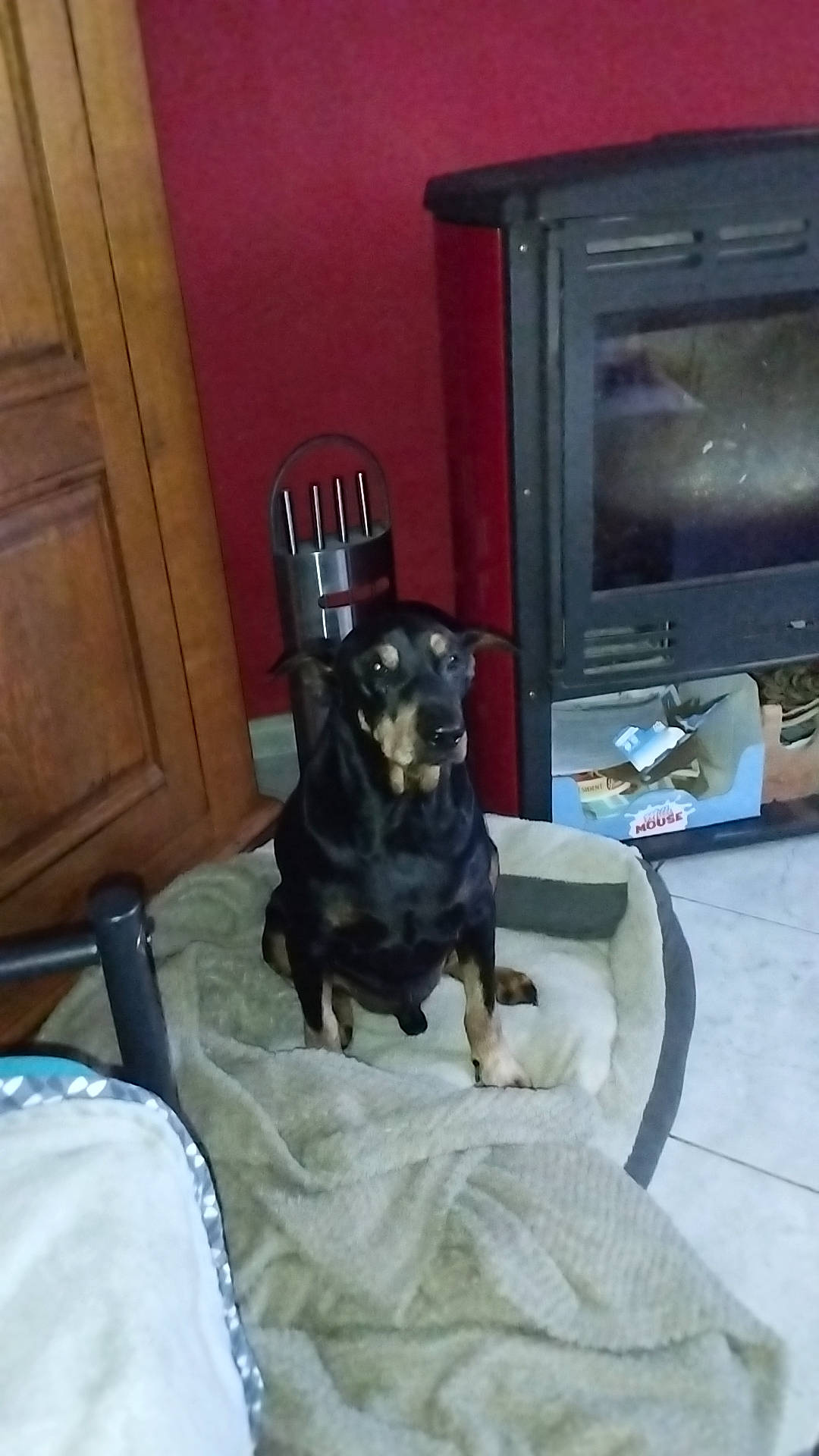 Espion a rejoint le concours — aidez-le/la à gagner de superbes lots ! canidae, carnivore, chair, comfort, companion_dog, dog, dog_breed, dog_supply, door, flooring, gas, guard_dog, hardwood, home_appliance, room, sitting, snout, sporting_group, wood, working_animal