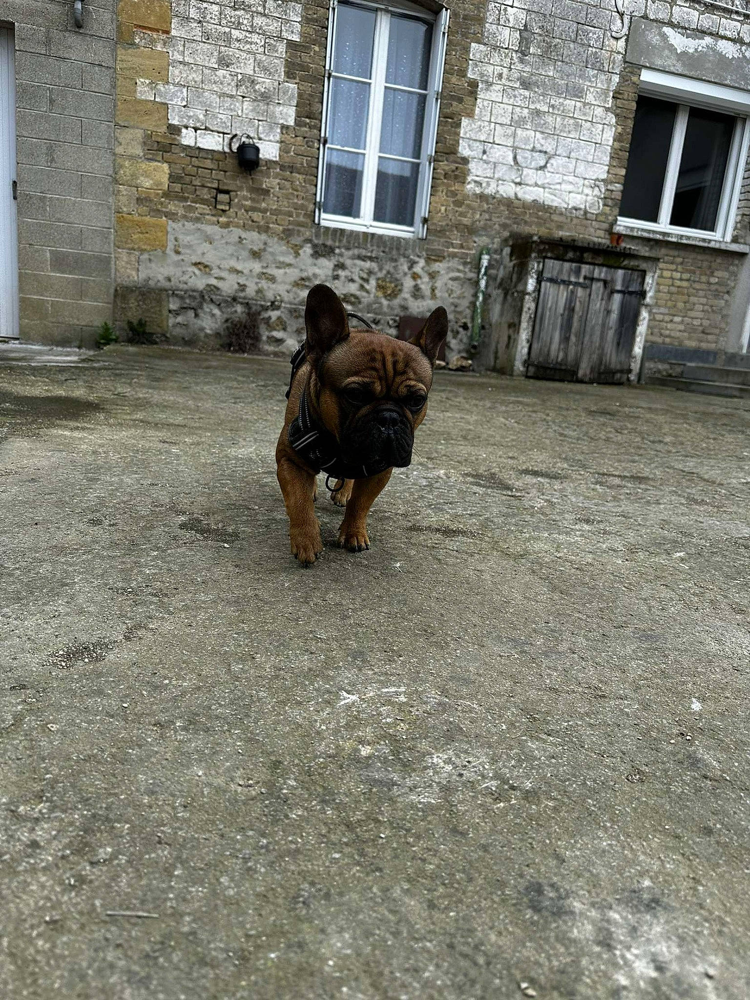 Sayko participe au concours pour gagner de l'argent avec cette photo : art, building, canidae, carnivore, cobblestone, companion_dog, dog, dog_breed, door, fawn, flooring, road, road_surface, snout, soil, sporting_group, street, terrestrial_animal, window, working_animal