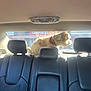 Tigger is registered to the contest to win money with this photo: dog, car_interior, rear_window, leather_seats, headrests, sunlight, pet, animal, collar, backlit, vehicle, window, black_leather, curious, domestic_animal, furry, sitting, daylight, transportation, inside_car