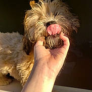 Tigger joined the competition — help win amazing prizes! dog, tongue, hand, fur, pet, animal, cute, playful, closeup, sunlight, fluffy, muzzle, paw, domestic_animal, pet_owner, window_sill, whiskers, outdoor, friendly, canine