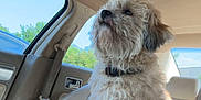 Tigger is registered to the contest to win money with this photo: dog, car_interior, center_console, beige_seat, curly_fur, pet, sunlight, window, seatbelt, looking_away, daylight, parked_car, collar, small_dog, fluffy, side_view, animal, domestic_animal, car_seat, calm