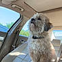 dog, car_interior, center_console, beige_seat, curly_fur, pet, sunlight, window, seatbelt, looking_away, daylight, parked_car, collar, small_dog, fluffy, side_view, animal, domestic_animal, car_seat, calm
