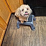 dog, tongue_out, step_stool, kitchen, wooden_floor, wooden_cabinets, black_appliance, pet, fluffy, playful, indoor, small_dog, fur, flooring, household, cute, animal, domestic, companion, looking_up