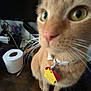 Finn is registered to the contest to win money with this photo: cat, orange_tabby, collar, tag, desk, toilet_paper, scissors, computer_monitor, cable, whiskers, close_up, pet, indoor, feline, curious, office_supplies, animal, domestic_cat, brown_fur, sitting