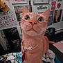 Finn is registered to the contest to win money with this photo: cat, orange_cat, collar, whiskers, wide_eyes, indoor, blanket, colorful, posters, wall_art, decorations, curious, pet, feline, close_up, domestic_animal, room, floor, home, cute