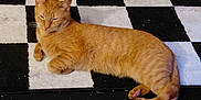 Finn is registered to the contest to win money with this photo: cat, orange_tabby, checkered_rug, black_and_white, floor, pet, indoor, relaxed, sleepy, toy, animal, feline, striped, laying_down, domestic_cat, whiskers, paws, tail, cozy, quiet