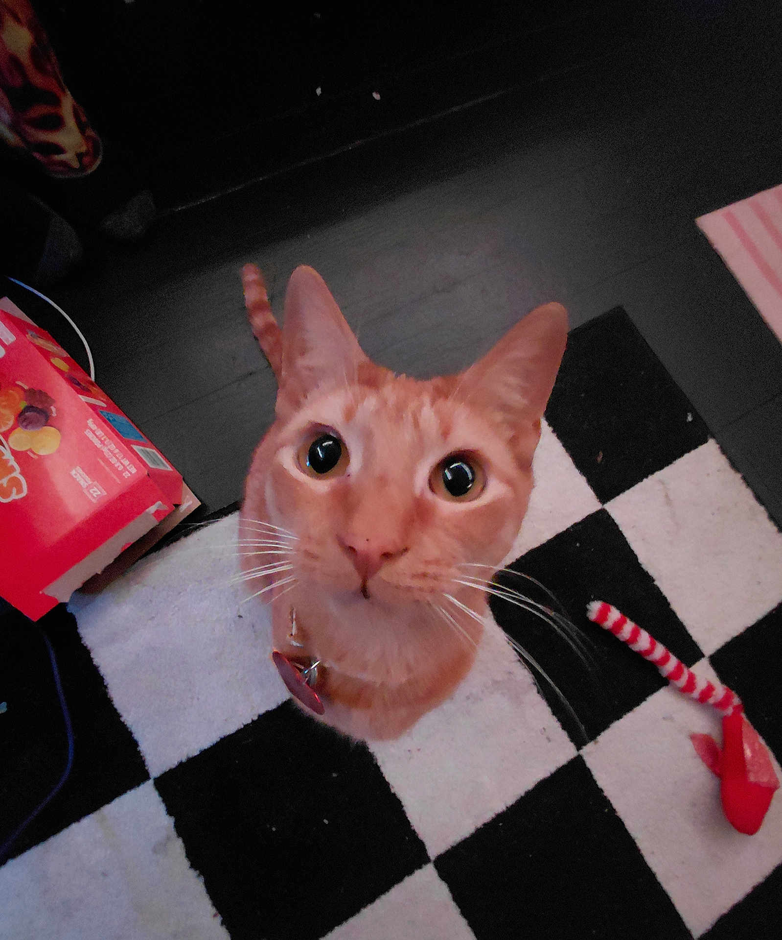 Finn joined the competition — help win amazing prizes! cat, orange_tabby, wide_eyes, curious, checkered_floor, black_and_white, toy, striped_toy, red_box, whiskers, pet, indoor, flooring, collar, playful, looking_up, feline, domestic_cat, close_up, animal