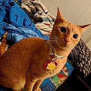 Finn is registered to the contest to win money with this photo: cat, orange_tabby, collar, tag, bed, blanket, pillow, indoor, pet, animal, whiskers, ears, fur, curious, sitting, closeup, domestic_cat, feline, cute, alert