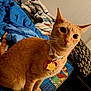 cat, orange_tabby, collar, tag, bed, blanket, pillow, indoor, pet, animal, whiskers, ears, fur, curious, sitting, closeup, domestic_cat, feline, cute, alert