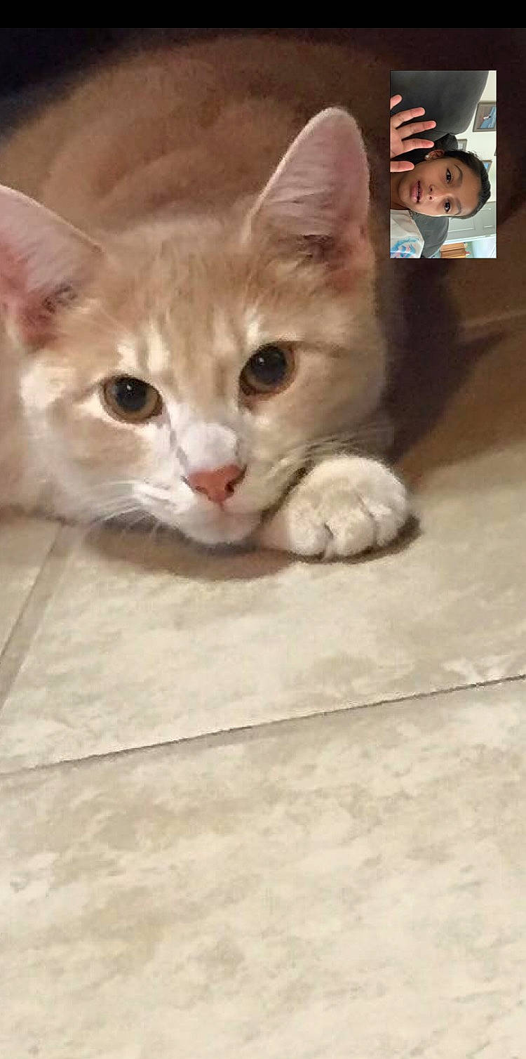 Skittles is registered to the contest to win money with this photo: aegean_cat, arabian_mau, asian, burmilla, carnivore, cat, domestic_short_haired_cat, european_shorthair, fawn, felidae, kitten, mammal, ojos_azules, photo_caption, polydactyl_cat, singapura, small_to_medium_sized_cats, snout, turkish_angora, whiskers