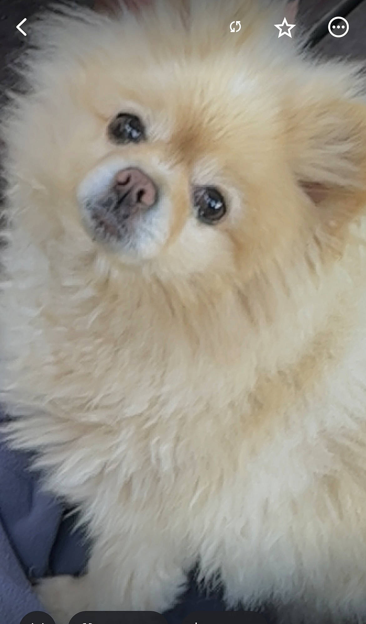 Kiwi joined the competition — help win amazing prizes! canidae, carnivore, companion_dog, dog, dog_breed, eyelash, fawn, fur, german_spitz, german_spitz_klein, german_spitz_mittel, liver, smile, snout, spitz, sporting_group, toy_dog, volpino_italiano, whiskers, working_animal