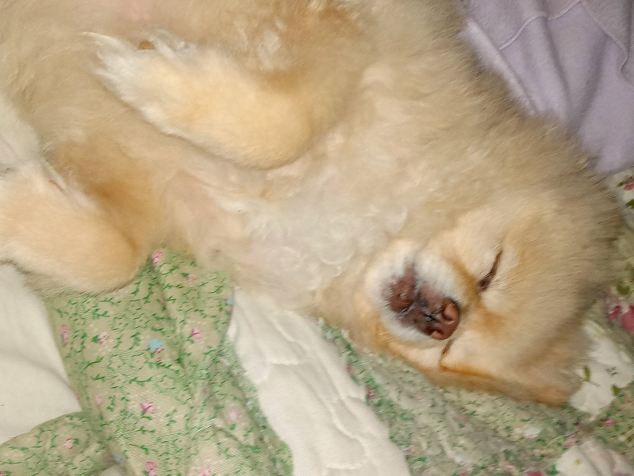 Kiwi is registered to the contest to win money with this photo: bed, canidae, carnivore, claw, companion_dog, dog_breed, fang, fawn, felidae, fur, paw, small_to_medium_sized_cats, sporting_group, stuffed_toy, sunglasses, tail, terrier, toy, toy_dog, whiskers