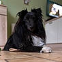 dog, black_dog, white_paw, long_fur, indoor, tile_floor, pet, animal, lying_down, portrait, cute, furry, ears, watching, calm, house, living_room, domestic_animal, floor, companion