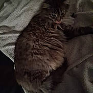 Ang is registered to the contest to win money with this photo: animal, blanket, cat, close_up, cozy, cute, domestic_animal, feline, fluffy, fur, indoor, lying_down, mammal, pet, relaxed, resting, sleepy, soft_texture, tabby, tongue_out