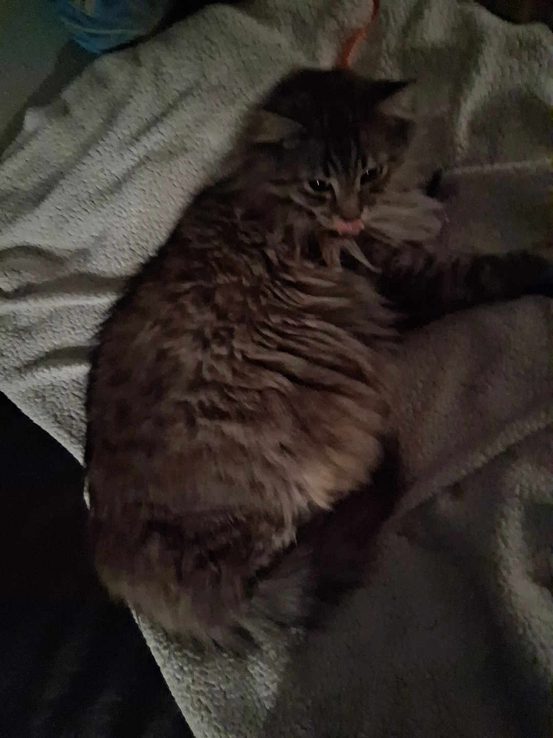 Ang is registered to the contest to win money with this photo: animal, blanket, cat, close_up, cozy, cute, domestic_animal, feline, fluffy, fur, indoor, lying_down, mammal, pet, relaxed, resting, sleepy, soft_texture, tabby, tongue_out