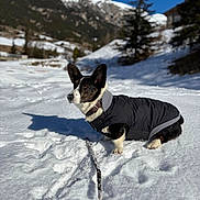 Valentino participe au concours pour gagner de l'argent avec cette photo : dog, corgi, snow, mountains, winter, blue_sky, tree, jacket, shadow, outdoor, nature, cold, stick, canine, pet, landscape, sunny, animal, forest, daylight