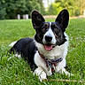 dog, corgi, outdoor, grass, happy, pet, animal, nature, canine, tongue_out, ears, collar, playing, laying_down, greenery, summer, smiling, friendly, daylight, mammal