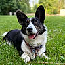 dog, grass, outdoor, pet, animal, canine, nature, ears, tongue, collar, leash, greenery, park, happy, lying_down, fur, muzzle, eyes, daylight, playful