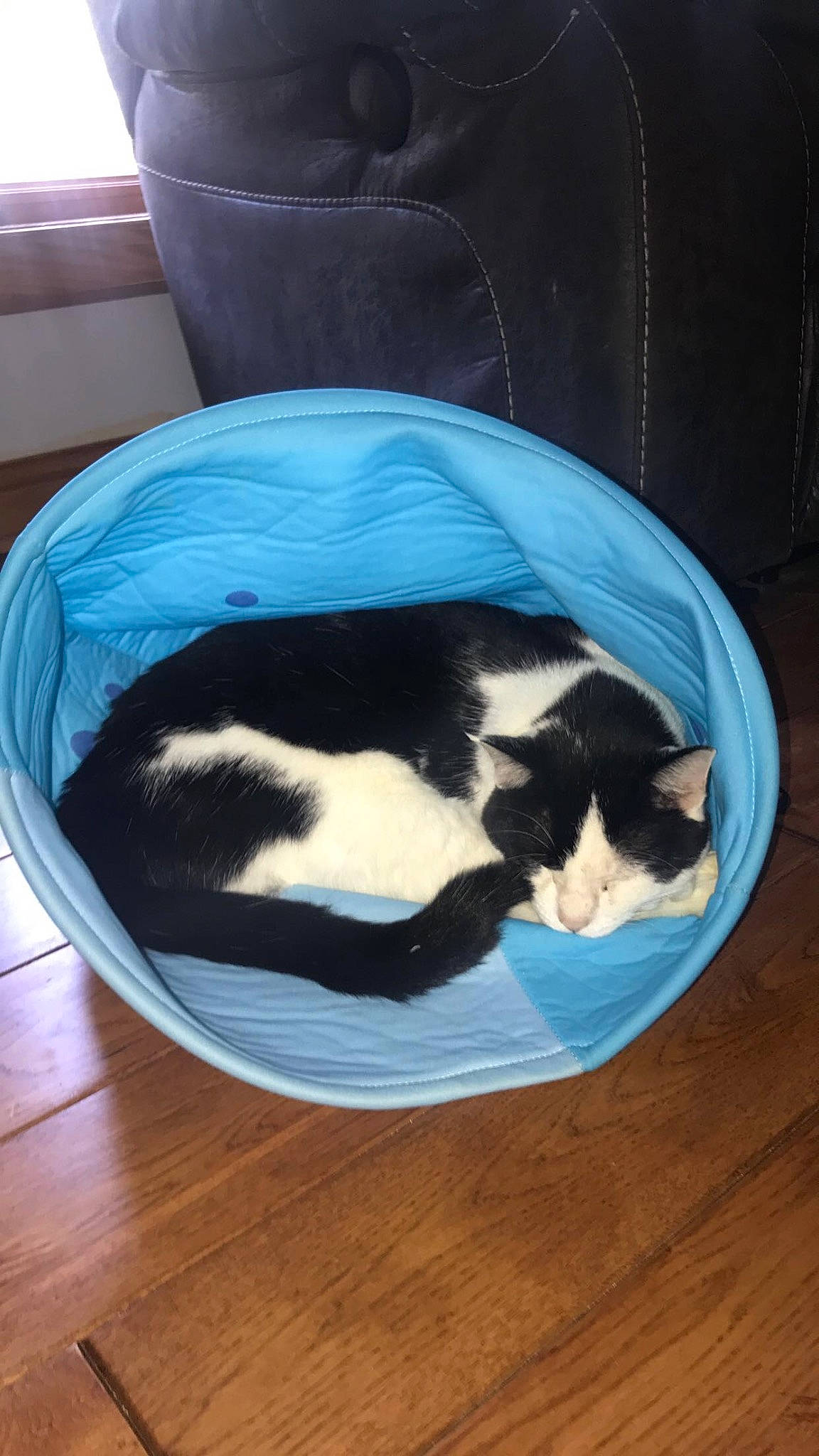 Oswald joined the competition — help win amazing prizes! canidae, carnivore, cat, cat_supply, comfort, electric_blue, felidae, flooring, fur, hardwood, linens, nap, pet_supply, small_to_medium_sized_cats, sporting_group, table, tail, terrestrial_animal, whiskers, wood