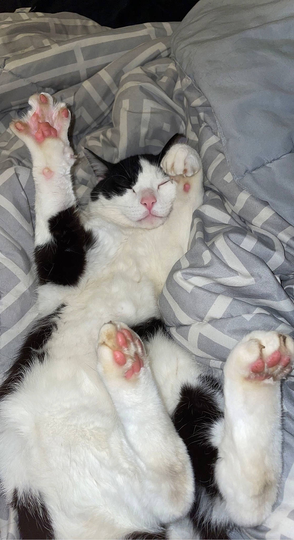 Oswald is registered to the contest to win money with this photo: carnivore, cat, claw, comfort, domestic_short_haired_cat, fang, felidae, foot, fur, nap, paw, sleep, small_to_medium_sized_cats, snout, tail, whiskers