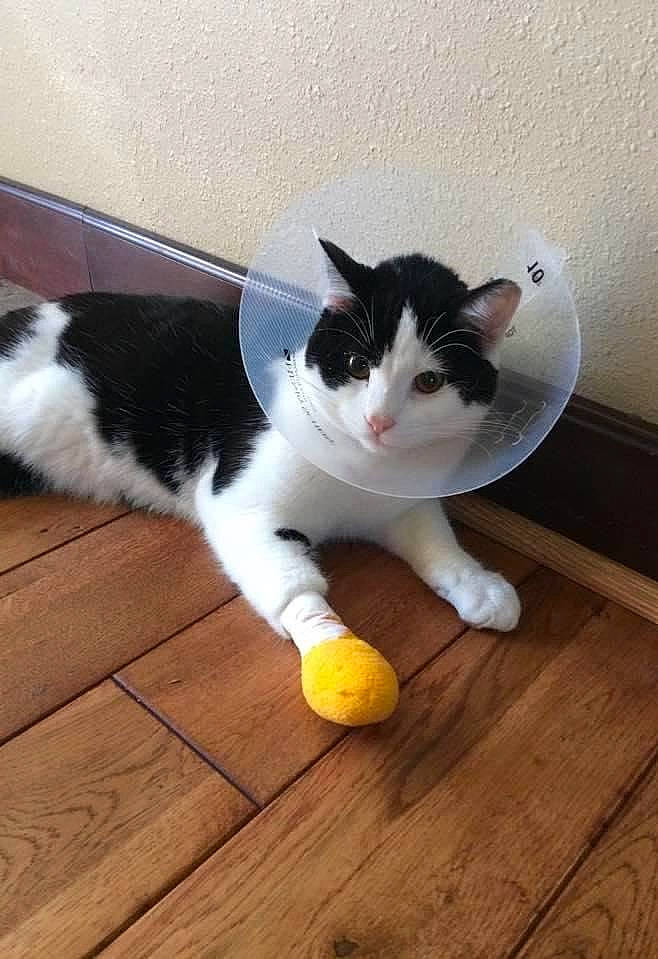 Oswald is registered to the contest to win money with this photo: carnivore, cat, comfort, domestic_short_haired_cat, felidae, floor, flooring, foot, fur, hardwood, laminate_flooring, plywood, small_to_medium_sized_cats, snout, tail, varnish, whiskers, wood, wood_flooring, wood_stain