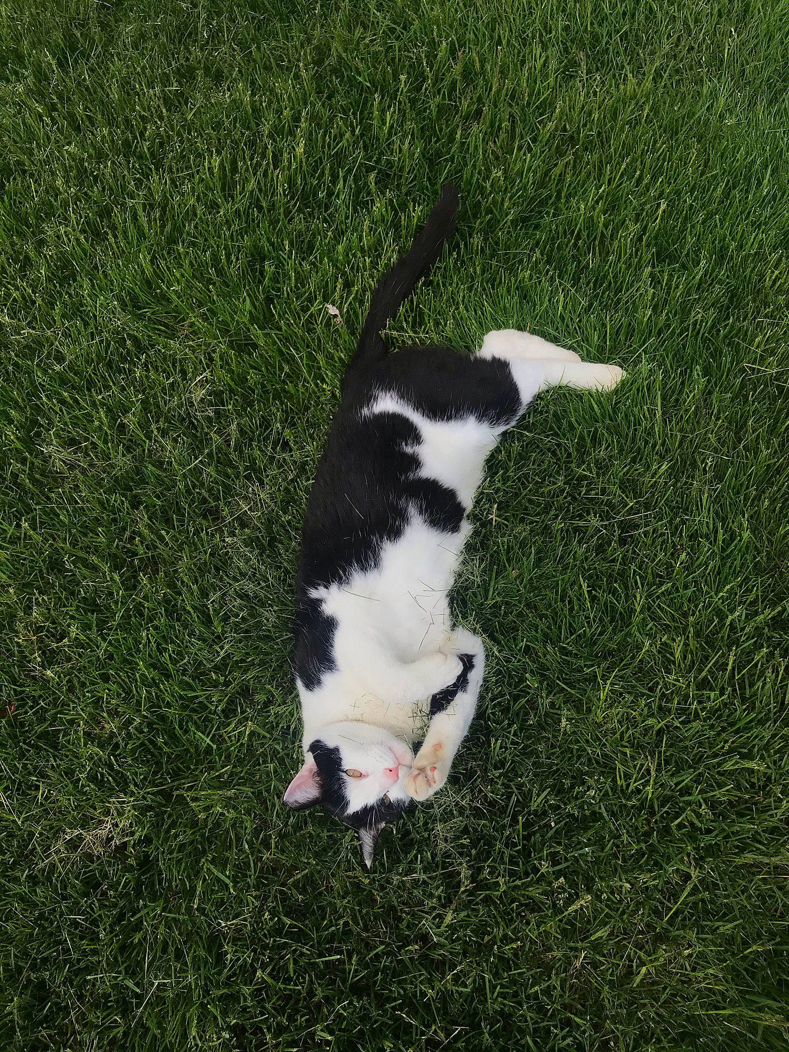 Oswald is registered to the contest to win money with this photo: canidae, carnivore, companion_dog, dog, dog_breed, felidae, fur, grass, grass_family, grassland, groundcover, herding_dog, lawn, pasture, plant, shrub, sporting_group, tail, terrestrial_animal, whiskers