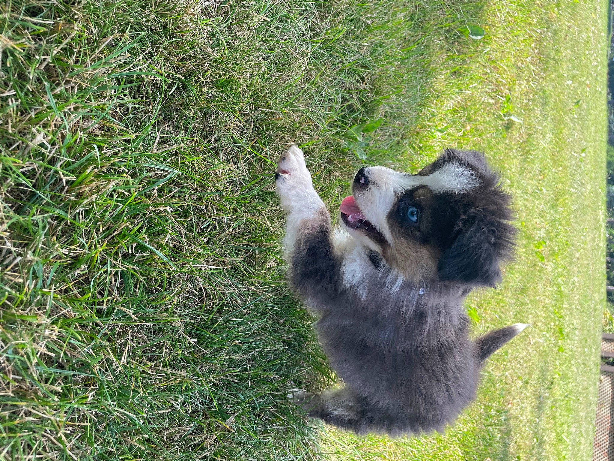 Harlow is registered to the contest to win money with this photo: canidae, carnivore, companion_dog, dog, dog_breed, fur, grass, groundcover, herding_dog, lemur, paw, plant, primate, sedge_family, snout, sporting_group, tail, terrestrial_animal, working_animal, working_dog