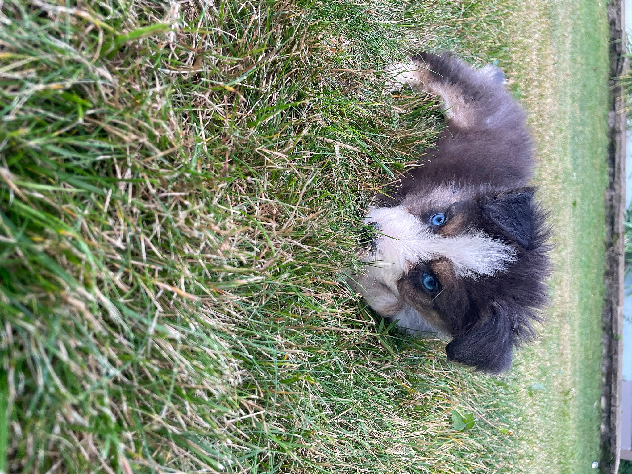 Harlow is registered to the contest to win money with this photo: canidae, carnivore, companion_dog, dog, dog_breed, fur, grass, plant, sedge_family, sporting_group, tail, terrestrial_animal, whiskers, wildlife