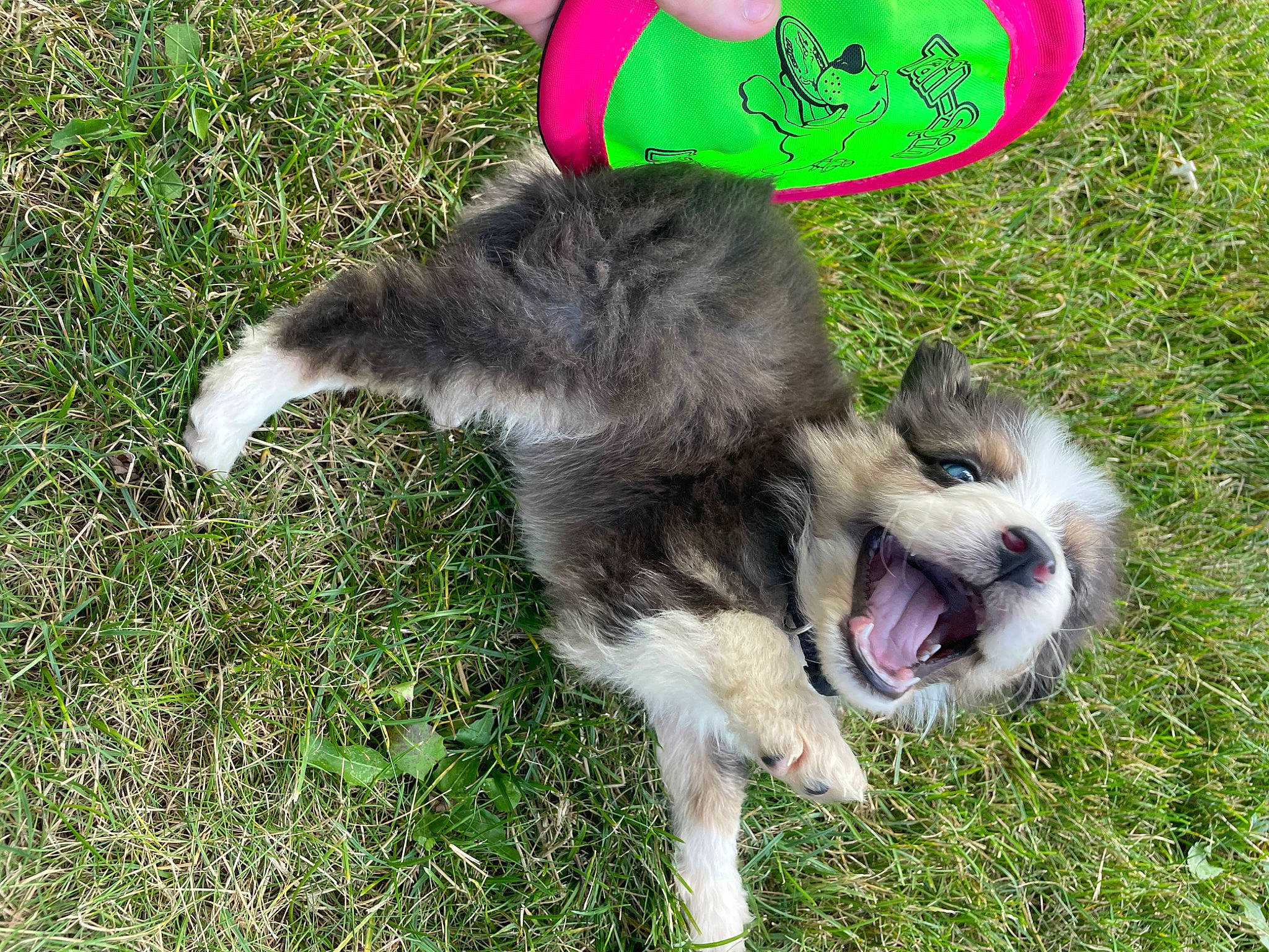 Harlow is registered to the contest to win money with this photo: ancient_dog_breeds, carnivore, companion_dog, dog, dog_breed, dog_supply, foot, grass, hat, herding_dog, paw, sporting_group, tail, terrestrial_animal, working_animal, working_dog