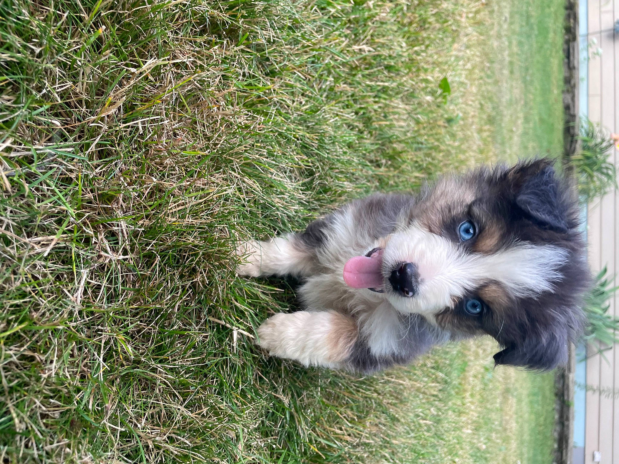 Harlow is registered to the contest to win money with this photo: biewer_terrier, canidae, carnivore, companion_dog, dog, dog_breed, dog_supply, fur, grass, groundcover, liver, maltepoo, non_sporting_group, plant, schnauzer, shih_poo, small_terrier, terrier, toy_dog, working_animal