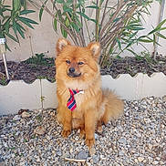 Tomy participe au concours pour gagner de l'argent avec cette photo : dog, puppy, orange_fur, fluffy, sitting, tie, striped_tie, garden, gravel, plants, shrubs, outdoor, portrait, pet, canine, pointed_ears, bushy_tail, collar, cute, funny