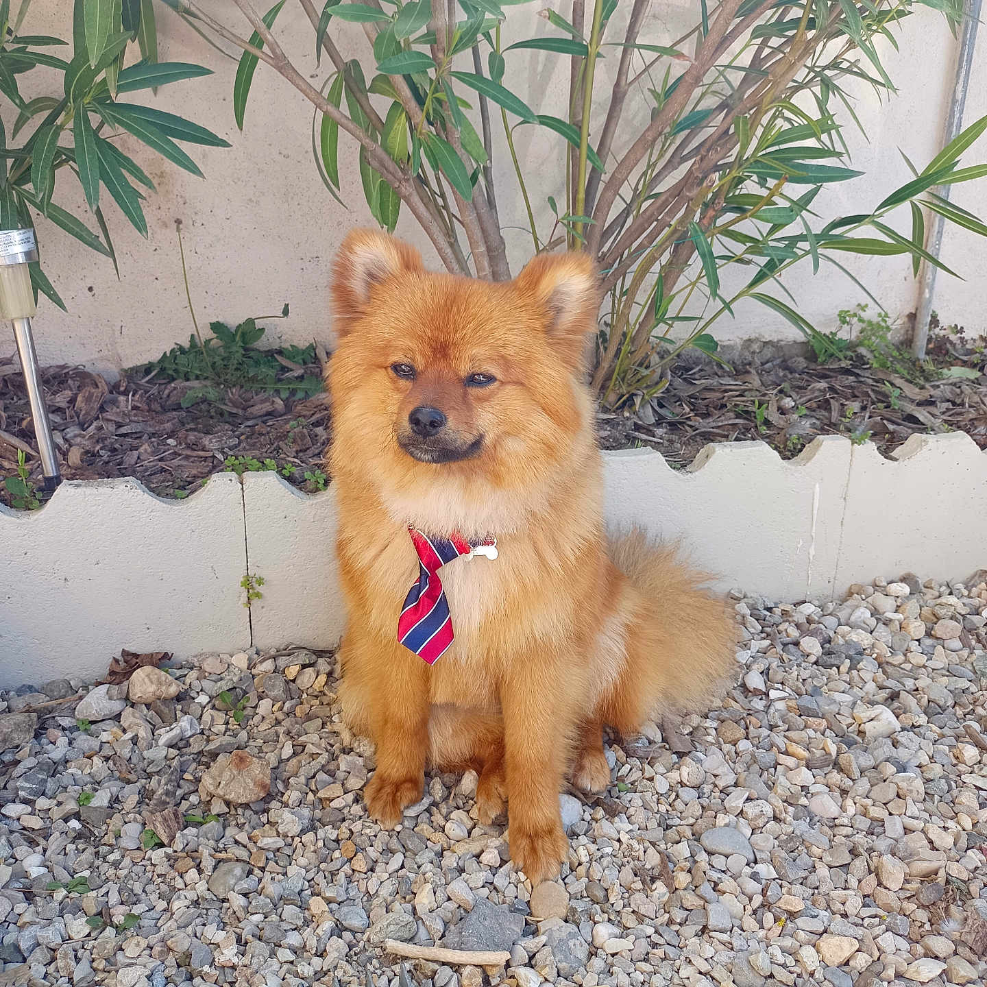 Tomy participe au concours pour gagner de l'argent avec cette photo : dog, puppy, orange_fur, fluffy, sitting, tie, striped_tie, garden, gravel, plants, shrubs, outdoor, portrait, pet, canine, pointed_ears, bushy_tail, collar, cute, funny