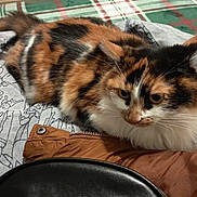 Vulgande Chatelet a rejoint le concours — aidez-le/la à gagner de superbes lots ! cat, calico, fur, pet, animal, resting, indoor, plaid, fabric, cloth, pattern, brown, white, black, orange, whiskers, ears, eyes, curious, cozy