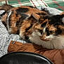 cat, calico, fur, pet, animal, resting, indoor, plaid, fabric, cloth, pattern, brown, white, black, orange, whiskers, ears, eyes, curious, cozy