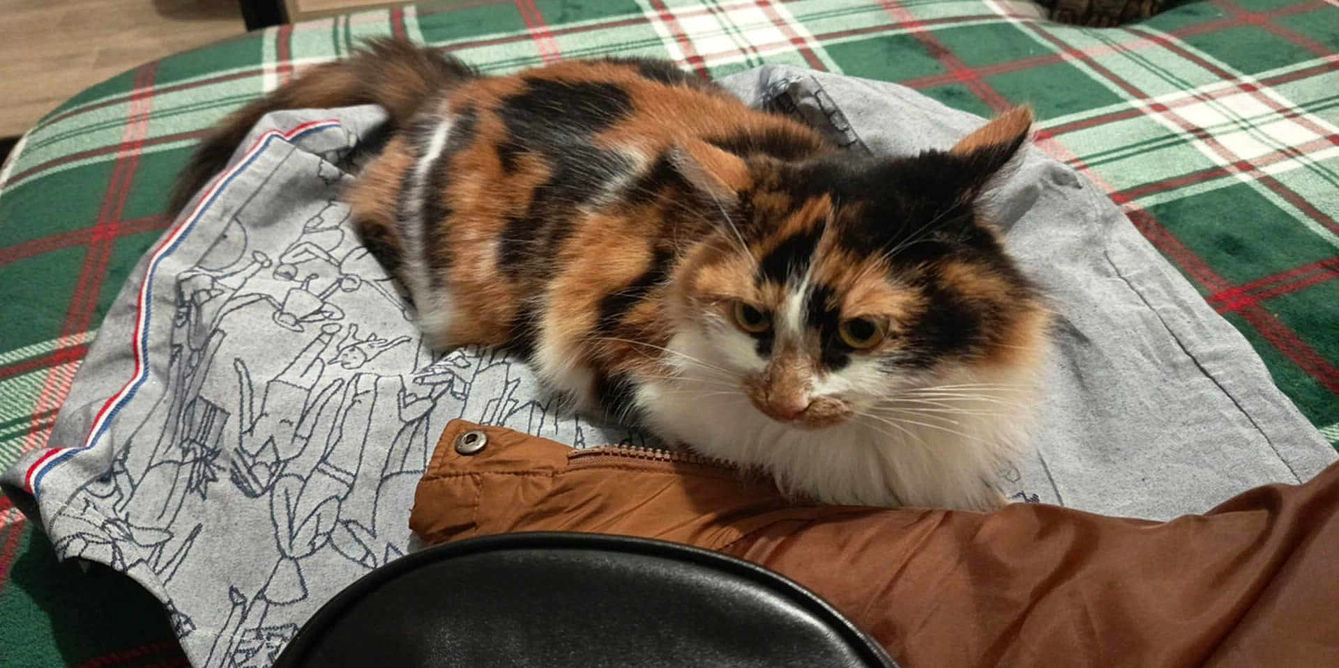 Vulgande Chatelet a rejoint le concours — aidez-le/la à gagner de superbes lots ! cat, calico, fur, pet, animal, resting, indoor, plaid, fabric, cloth, pattern, brown, white, black, orange, whiskers, ears, eyes, curious, cozy