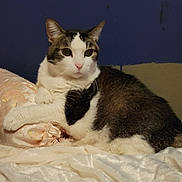 Mamma Kitty is registered to the contest to win money with this photo: abyssinian, angora, animal, bed, blanket, cat, chair, couch, cushion, furniture, homedecor, indoors, kitten, manx, person, pet, quilt, siamese, sleeping, white