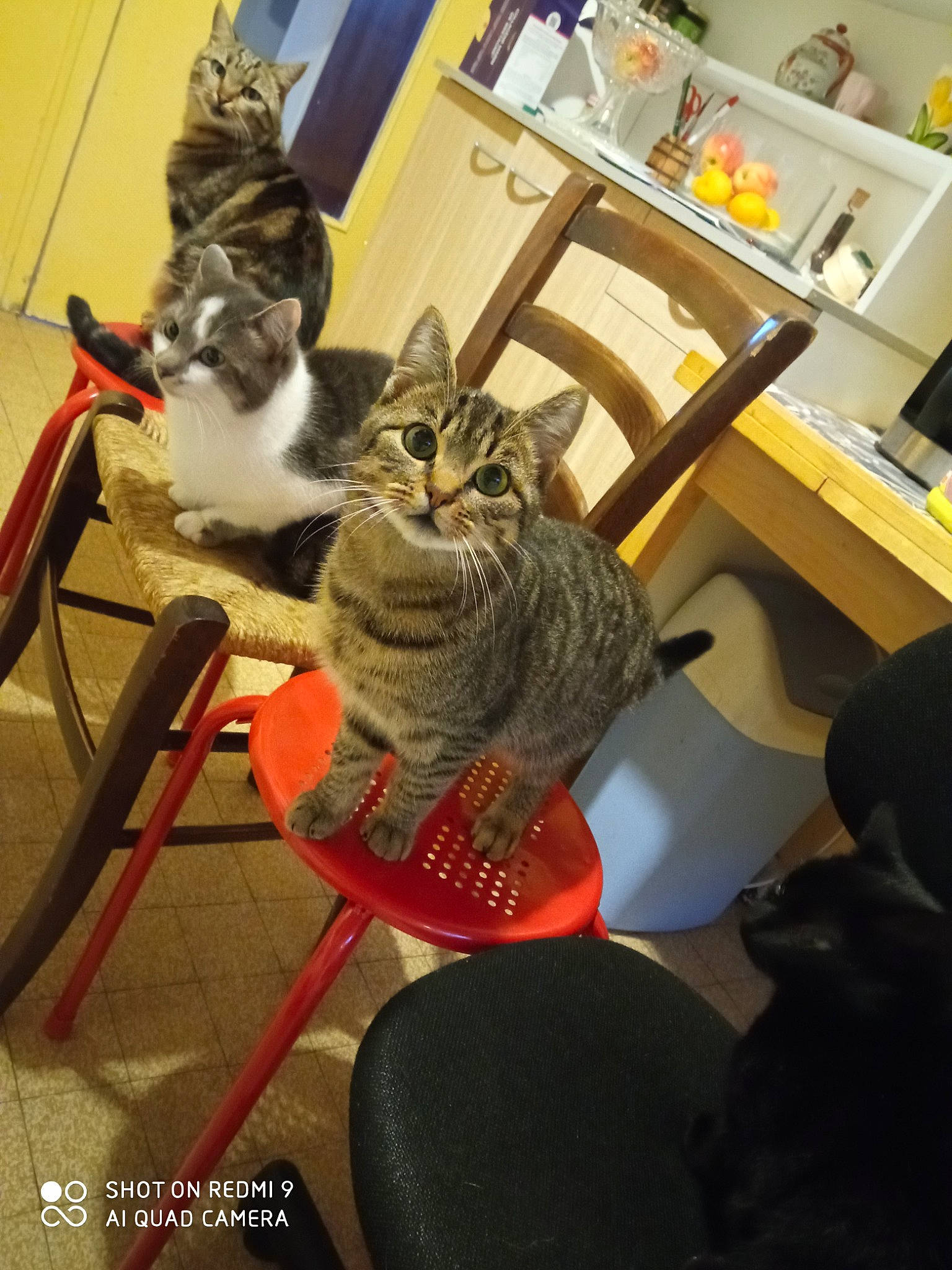 Slapy a rejoint le concours — aidez-le/la à gagner de superbes lots ! carnivore, cat, chair, comfort, desk, domestic_short_haired_cat, drawer, felidae, flooring, fur, hardwood, houseplant, plant, room, sitting, small_to_medium_sized_cats, table, tail, whiskers, wood