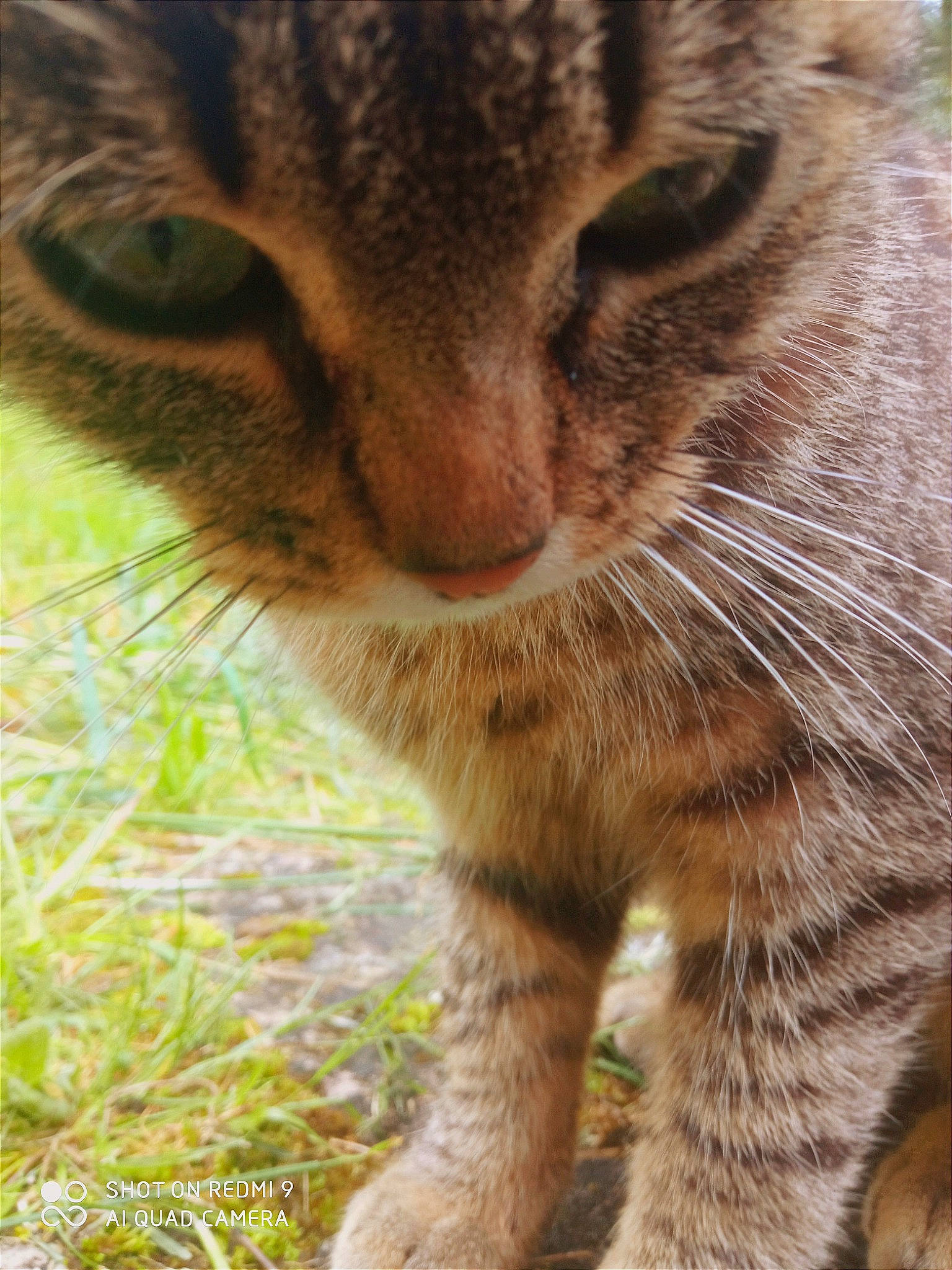 Slapy a rejoint le concours — aidez-le/la à gagner de superbes lots ! carnivore, cat, claw, close_up, domestic_short_haired_cat, eye, fawn, felidae, fur, grass, organism, paw, plant, small_to_medium_sized_cats, snout, tail, terrestrial_animal, tree, whiskers, wildlife