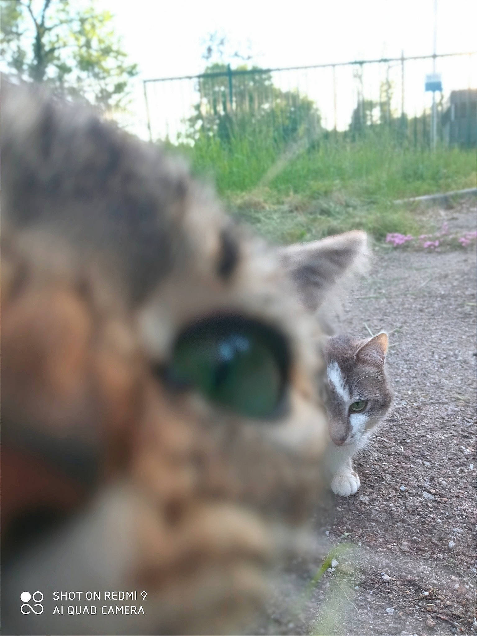 Slapy participe au concours pour gagner de l'argent avec cette photo : carnivore, cat, domestic_short_haired_cat, eye, fawn, felidae, fur, grass, photo_caption, plant, road_surface, sky, small_to_medium_sized_cats, snout, soil, tail, terrestrial_animal, tree, whiskers, wildlife