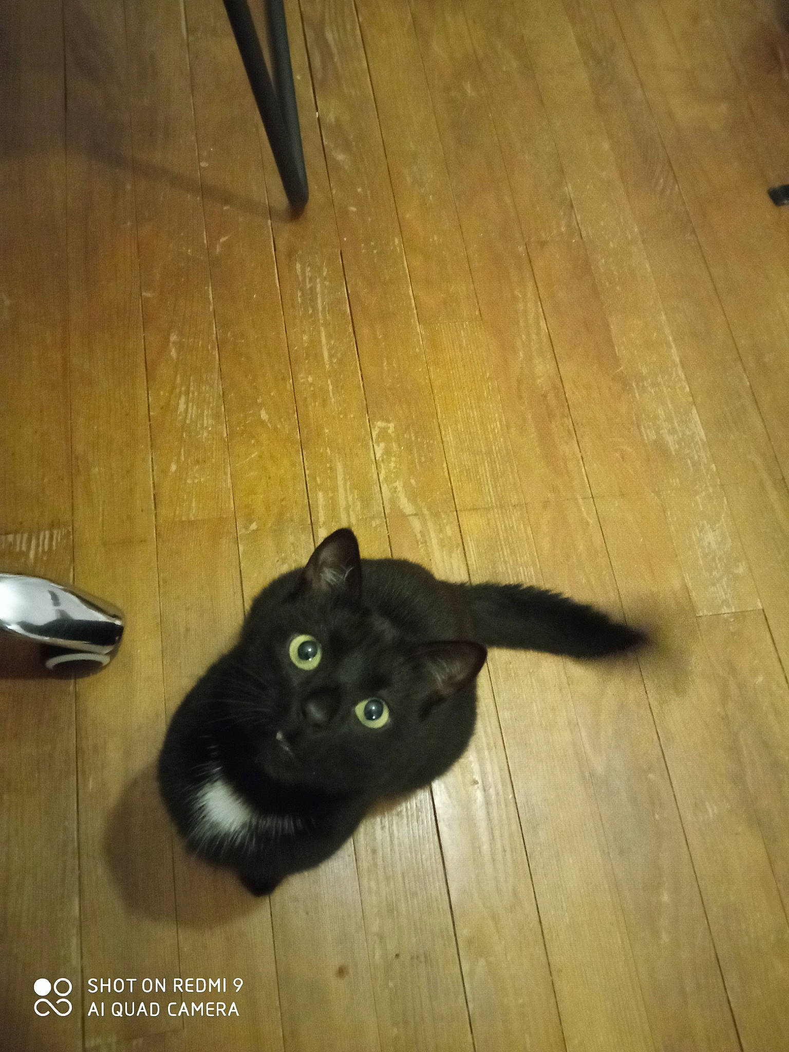 Cali participe au concours pour gagner de l'argent avec cette photo : black_cat, bombay, carnivore, cat, domestic_short_haired_cat, felidae, floor, flooring, hardwood, kitchen_utensil, laminate_flooring, plank, small_to_medium_sized_cats, snout, tail, terrestrial_animal, varnish, whiskers, wood, wood_stain