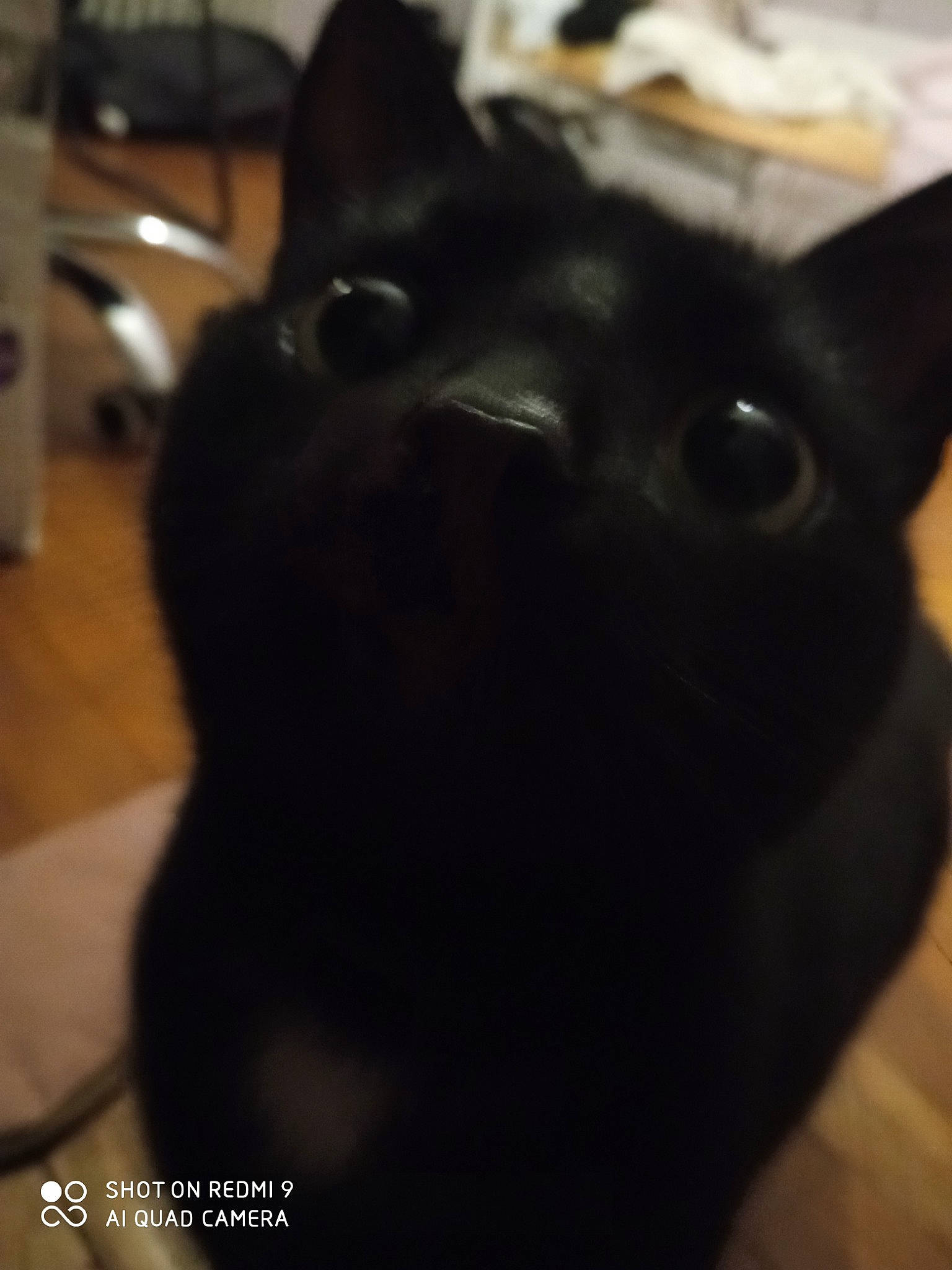 Cali a rejoint le concours — aidez-le/la à gagner de superbes lots ! black_cat, bombay, carnivore, cat, domestic_short_haired_cat, ear, felidae, fur, small_to_medium_sized_cats, snout, terrestrial_animal, whiskers