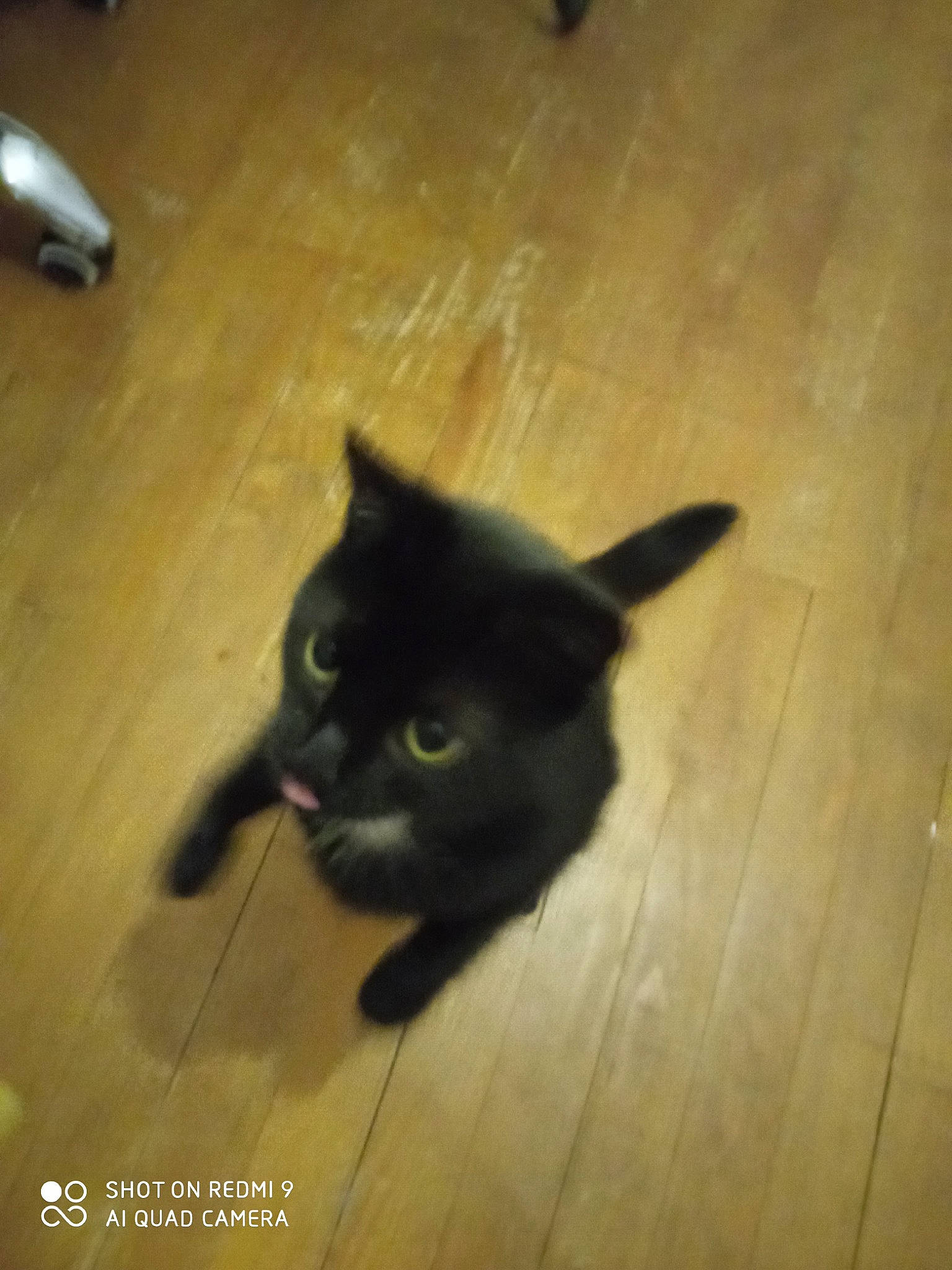 Cali a rejoint le concours — aidez-le/la à gagner de superbes lots ! carnivore, cat, felidae, floor, flooring, fur, hardwood, laminate_flooring, shadow, small_to_medium_sized_cats, snout, tail, terrestrial_animal, tints_and_shades, varnish, whiskers, wood, wood_flooring, wood_stain