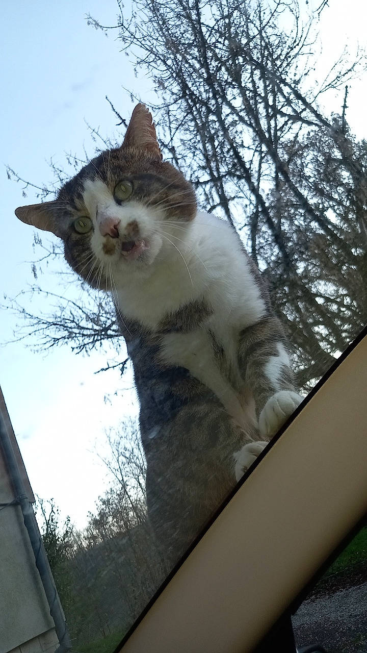 Snoupy a rejoint le concours — aidez-le/la à gagner de superbes lots ! branch, carnivore, cat, domestic_short_haired_cat, felidae, fur, grass, plant, sky, small_to_medium_sized_cats, snout, tail, tints_and_shades, tree, trunk, twig, whiskers, window, winter, wood