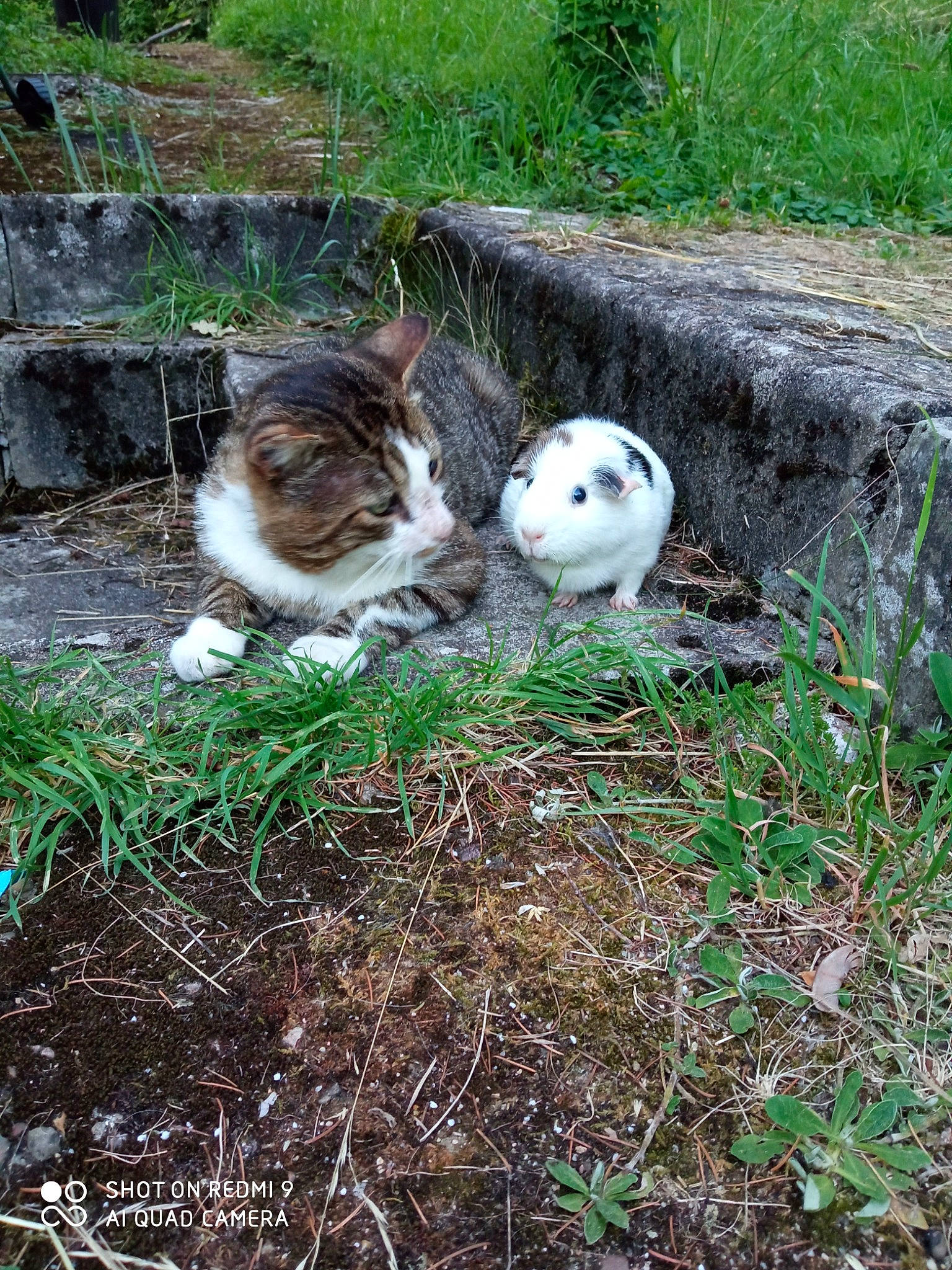 Snoupy a rejoint le concours — aidez-le/la à gagner de superbes lots ! ball, canidae, carnivore, cat, dog_breed, domestic_short_haired_cat, fawn, felidae, grass, groundcover, plant, rabbits_and_hares, small_to_medium_sized_cats, soil, sporting_group, tail, terrestrial_animal, tree, whiskers, wildlife