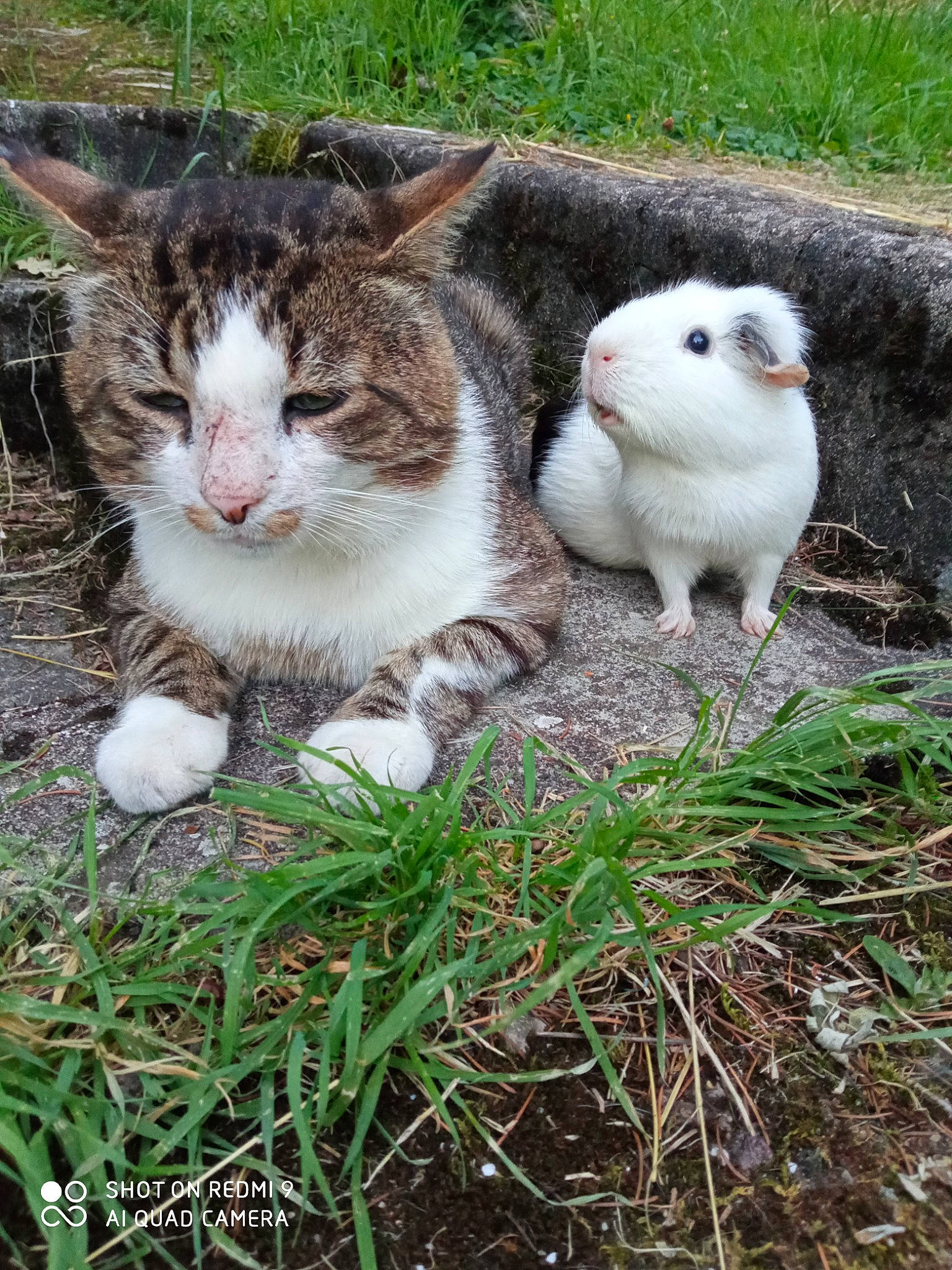 Snoupy a rejoint le concours — aidez-le/la à gagner de superbes lots ! cat, domestic_rabbit, domestic_short_haired_cat, fawn, felidae, fur, grass, groundcover, herb, paw, plant, rabbit, rabbits_and_hares, small_to_medium_sized_cats, snout, tail, terrestrial_animal, tree, whiskers, wildlife