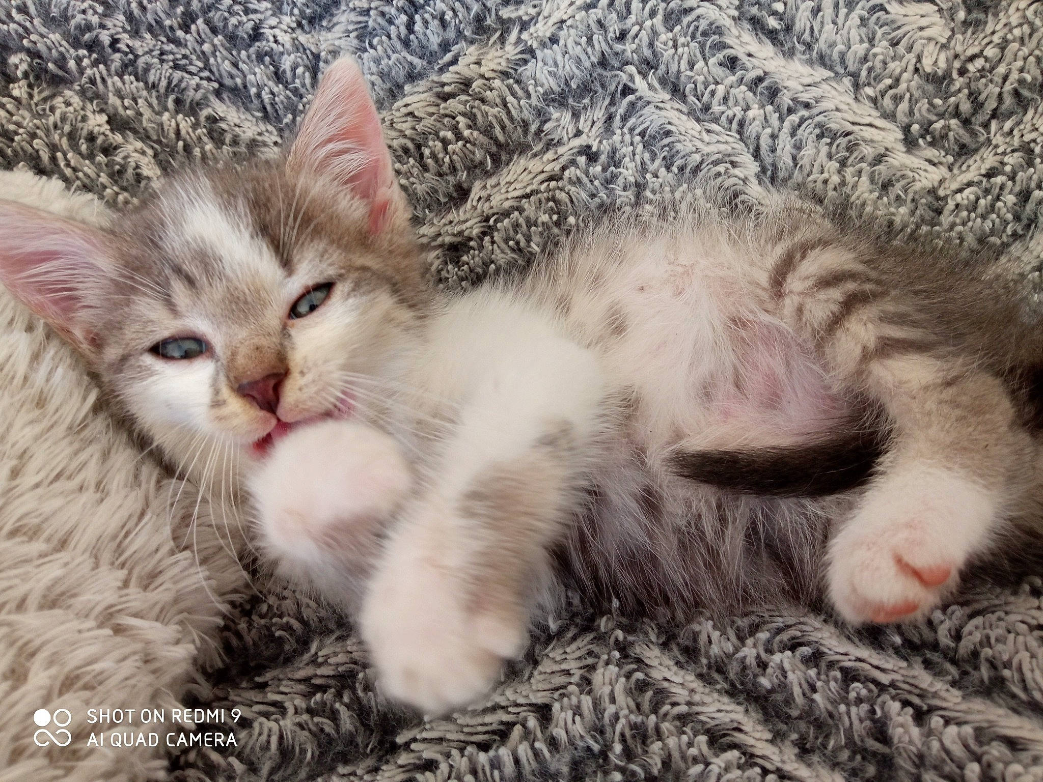 Chucky a rejoint le concours — aidez-le/la à gagner de superbes lots ! carnivore, cat, claw, comfort, domestic_short_haired_cat, fawn, felidae, fur, nap, paw, small_to_medium_sized_cats, snout, tail, whiskers