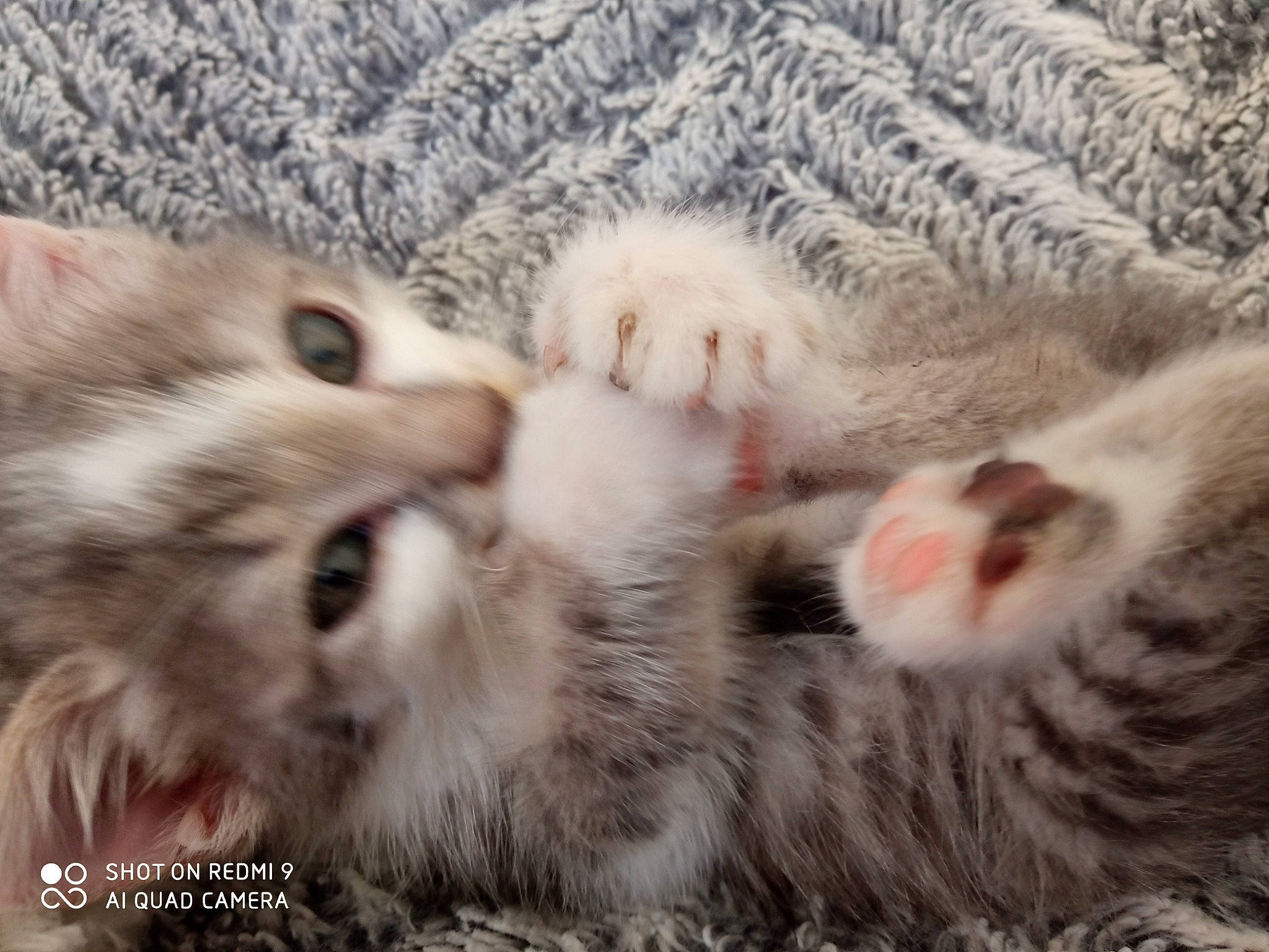 Chucky participe au concours pour gagner de l'argent avec cette photo : carnivore, cat, claw, comfort, domestic_short_haired_cat, eye, felidae, fur, mammal, nap, pattern, paw, sleep, small_to_medium_sized_cats, tail, whiskers