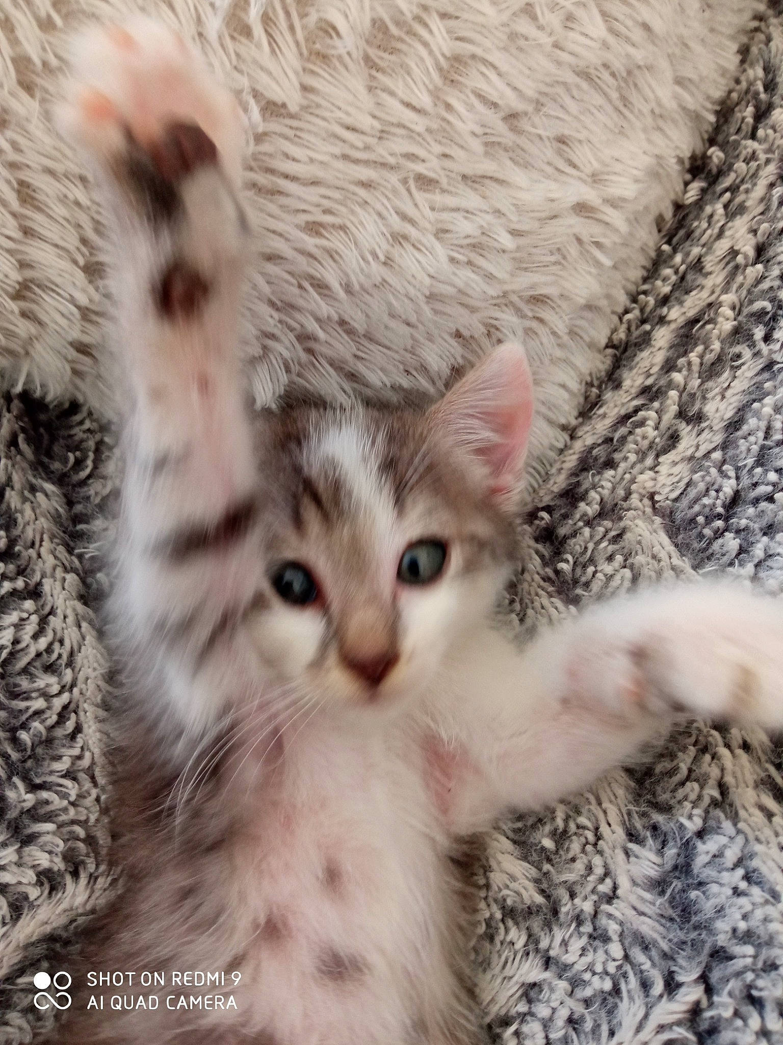 Chucky a rejoint le concours — aidez-le/la à gagner de superbes lots ! carnivore, cat, claw, comfort, domestic_short_haired_cat, felidae, fur, paw, plant, small_to_medium_sized_cats, snout, tail, tree, twig, whiskers, window, wood