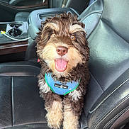 Smittie joined the competition — help win amazing prizes! animal, blue_harness, brown_fur, car_interior, closeup, companion, curly_hair, cute, dog, domestic_animal, happy, leather_seat, pet, seat, seatbelt, smiling, tongue_out, vehicle, white_fur, window