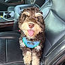 animal, blue_harness, brown_fur, car_interior, closeup, companion, curly_hair, cute, dog, domestic_animal, happy, leather_seat, pet, seat, seatbelt, smiling, tongue_out, vehicle, white_fur, window